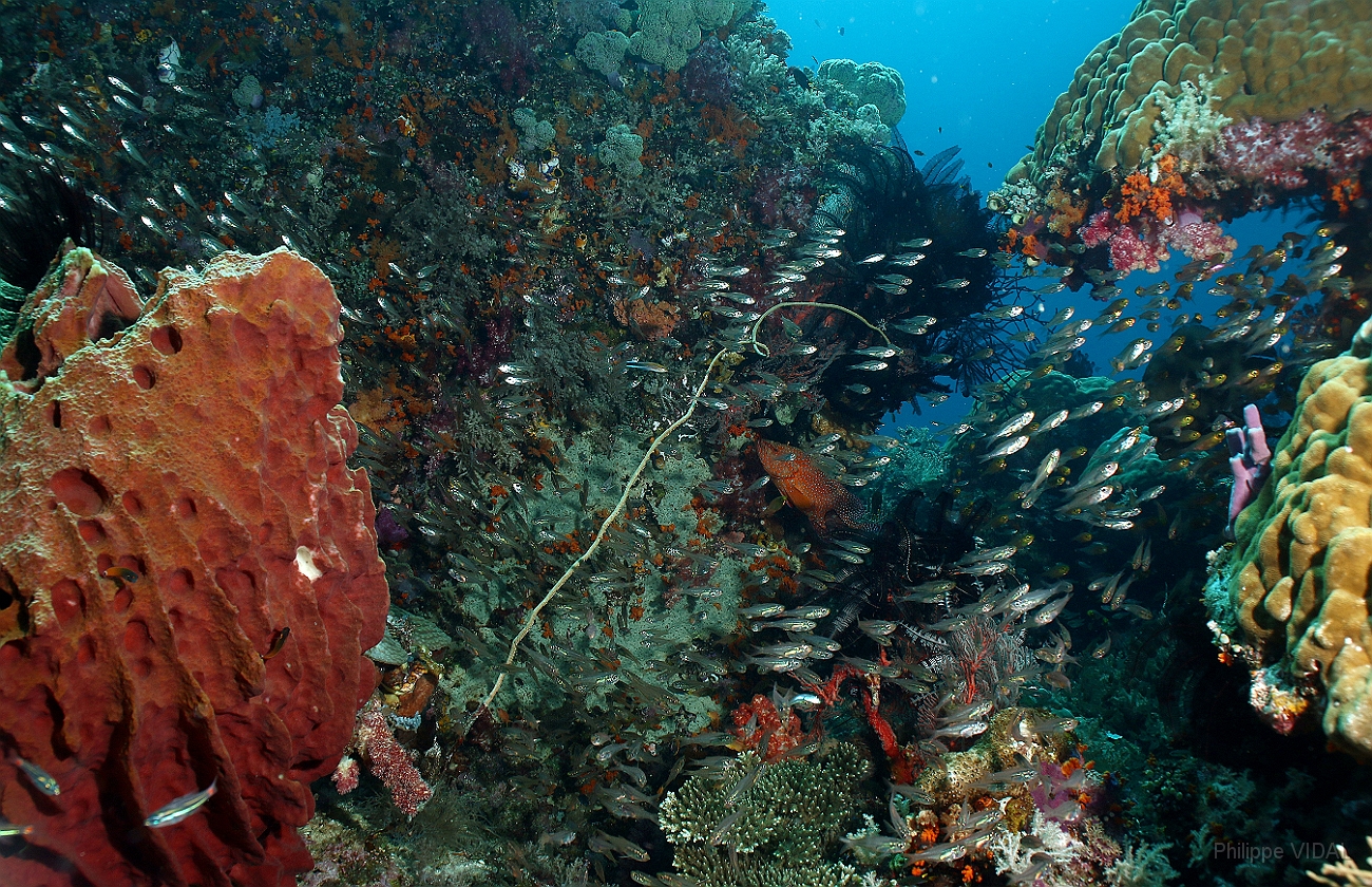 Raja Ampat 2016 - Corail - IMG_4906_rc.jpg